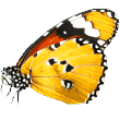 https://www.marcovet.ro/wp-content/uploads/2019/08/butterfly.png