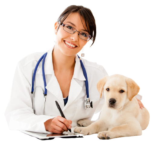 https://www.marcovet.ro/wp-content/uploads/2021/11/clinica-veterinara-removebg-preview.png